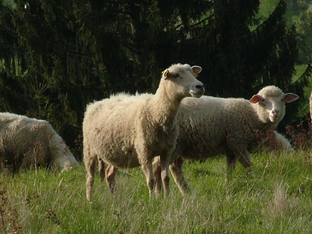 DSCF7453.JPG